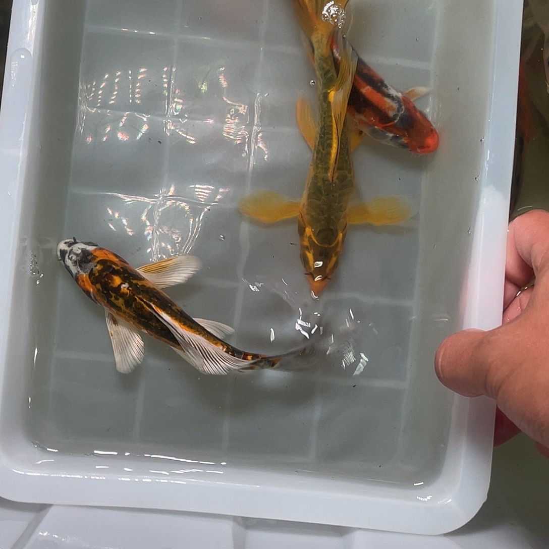 锦鲤包邮，包损，03