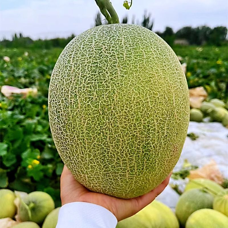 正宗海南哈密瓜产地直发包邮到家