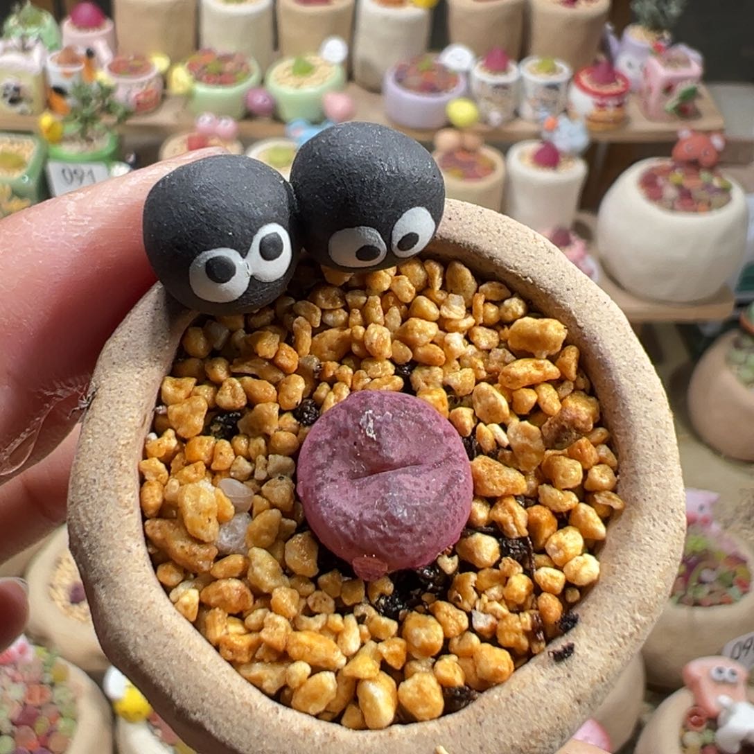 多肉植物124号毛杂