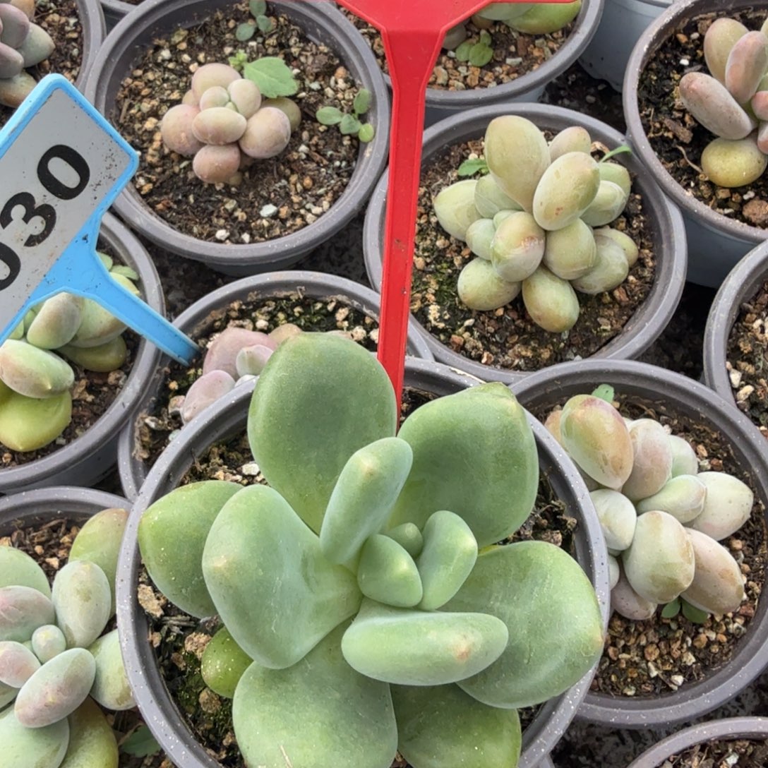 黄***司多肉植物漂亮多肉713