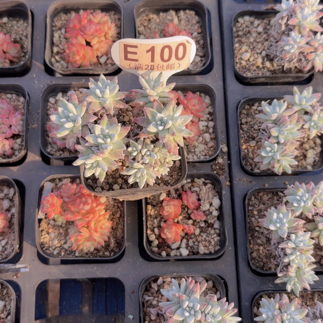 执***着E100白菊yiwuyipai