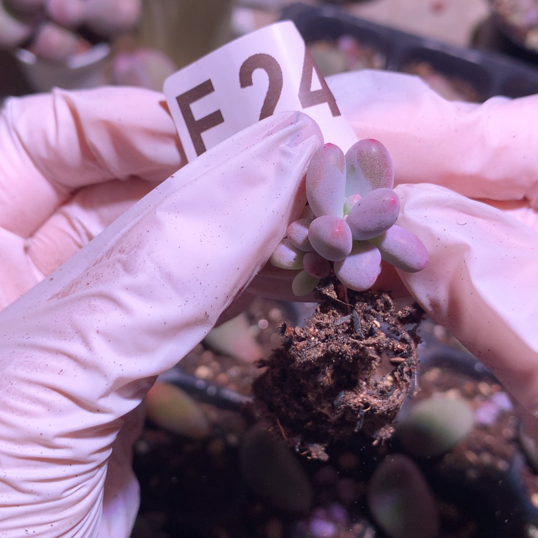  248 米可奶酪多肉