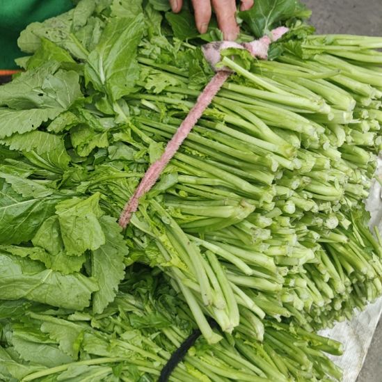 中国大陆维新本地小油菜12斤装