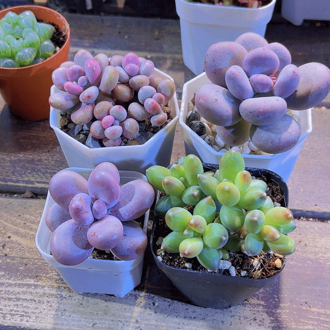 桃蛋。桃菲人。千代田。奶酪