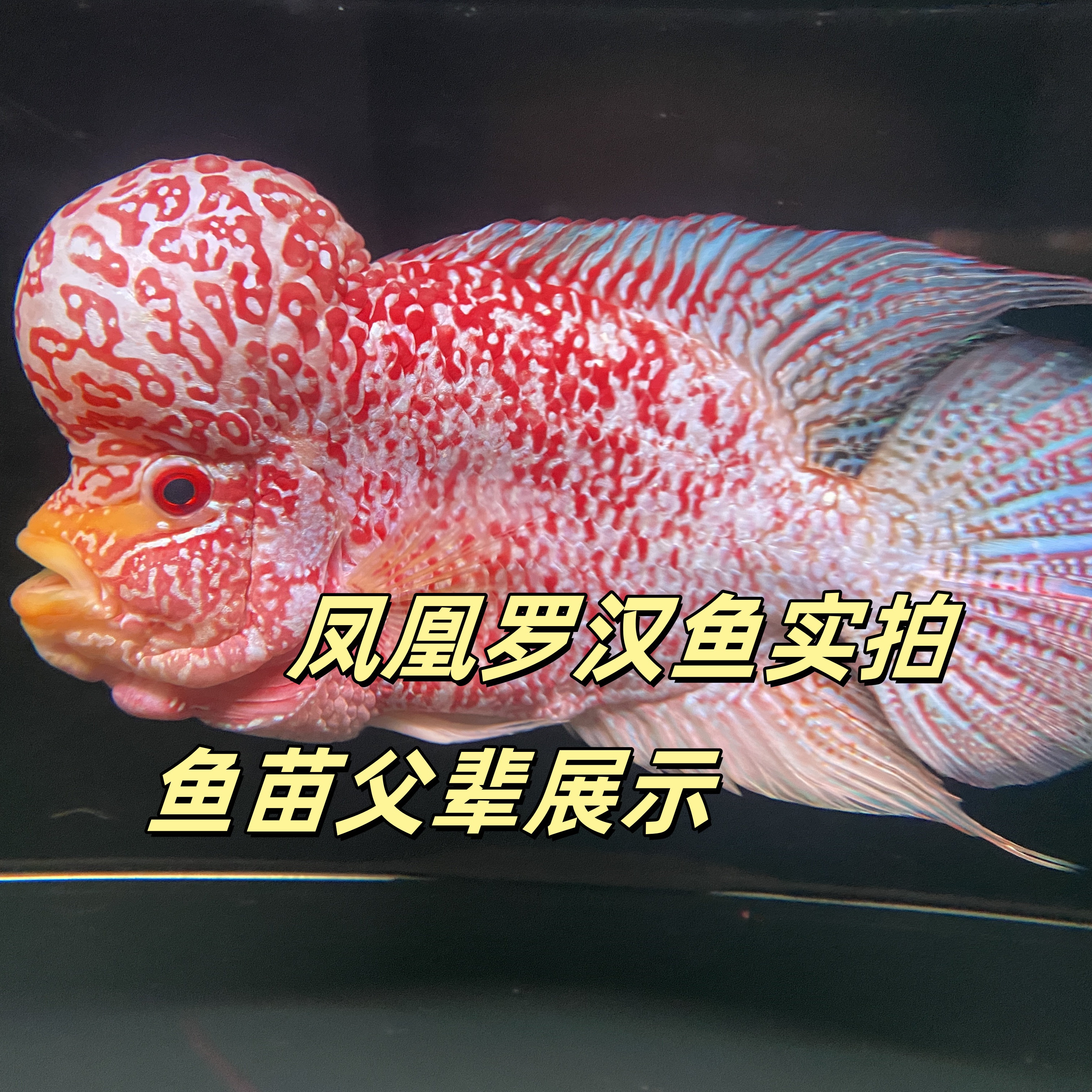 凤凰罗汉鱼鱼苗金花火凤泰金古典马骝鸿运淡水鱼热带鱼泰国进口鱼
