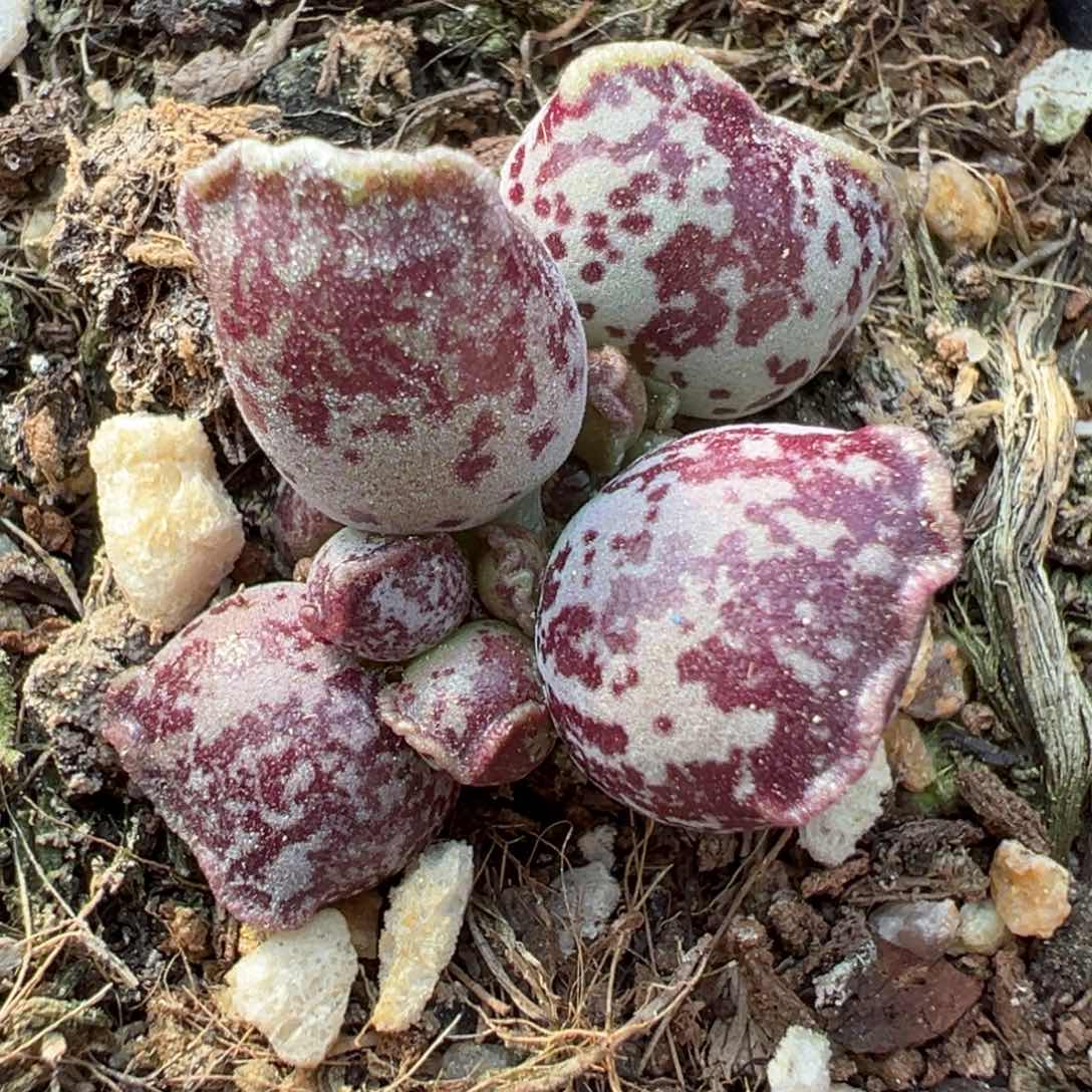 达摩海豹多肉植物水泡