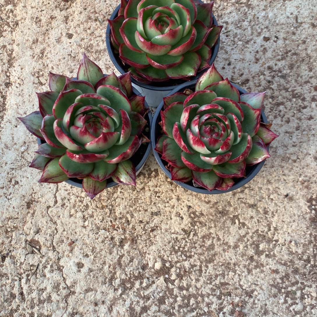 用***52808号多肉植物惊鸿3颗