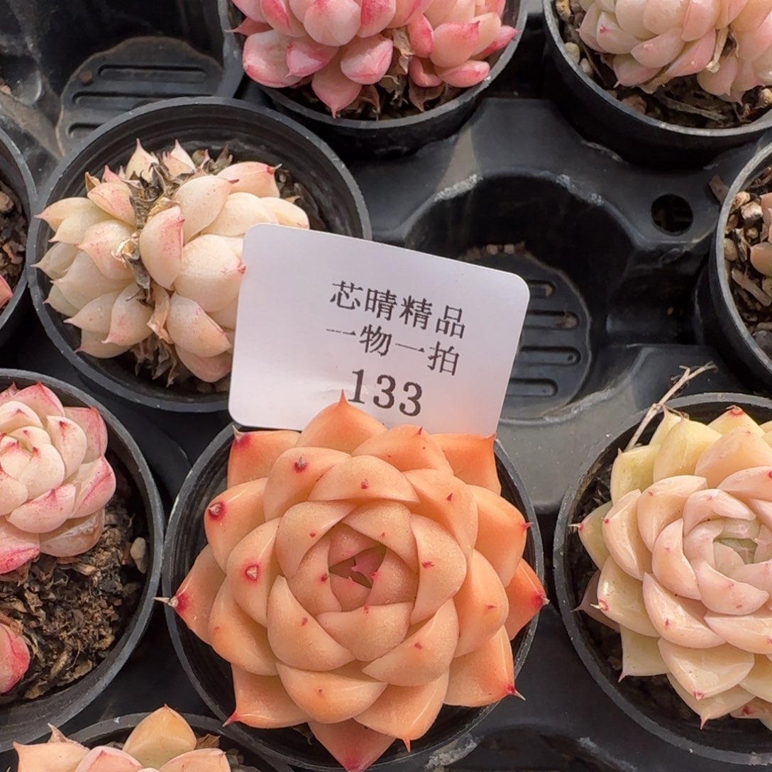 闪购精品多肉133号