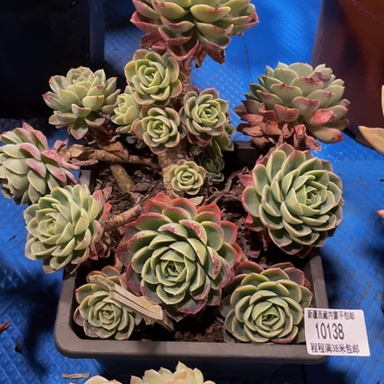 皮*王哈密瓜10138多肉