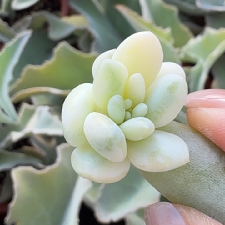 蜜桃啵啵锦一颗腹轮锦