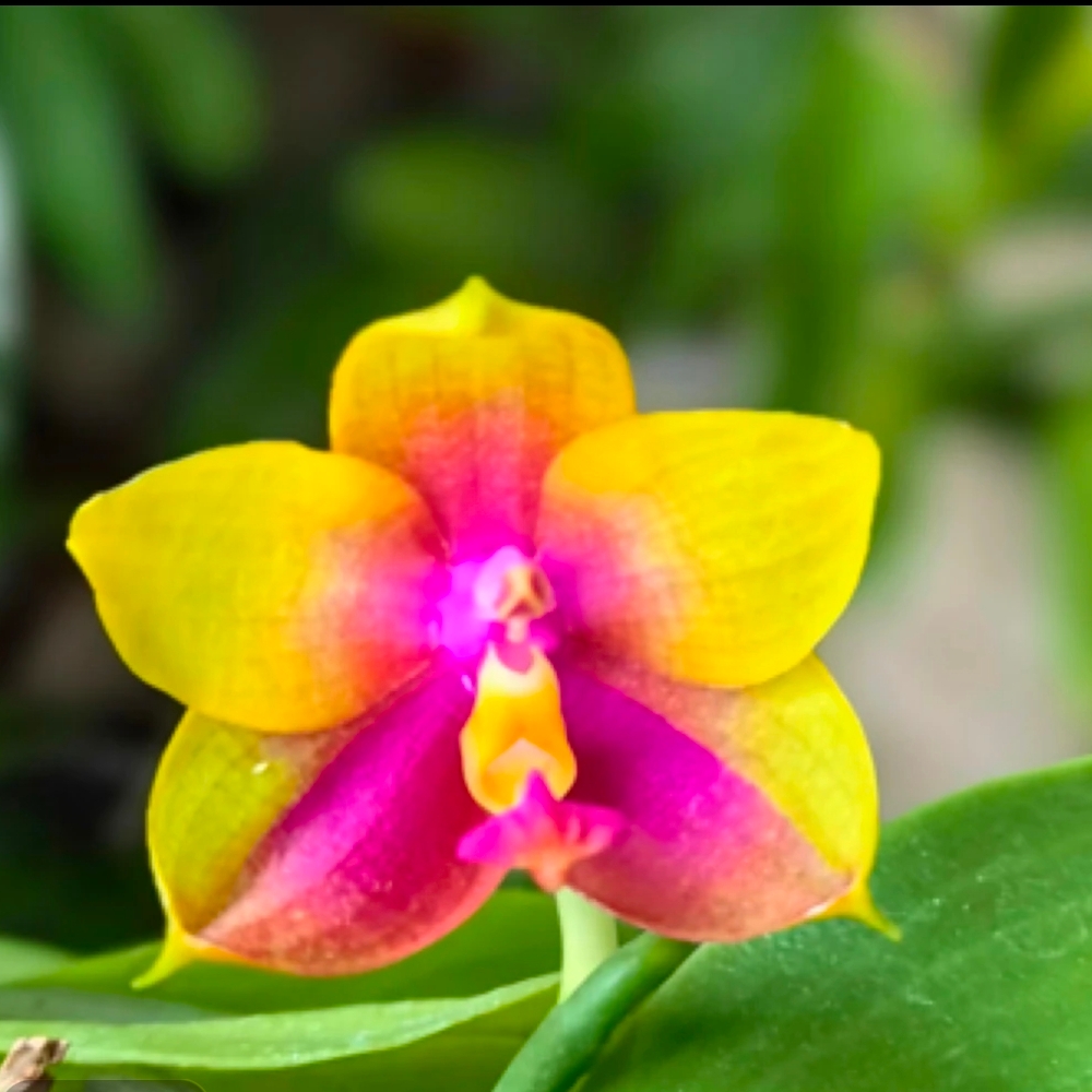 蝴蝶兰原生TB1202n夏日新魔法交郑敏吉恩1.7