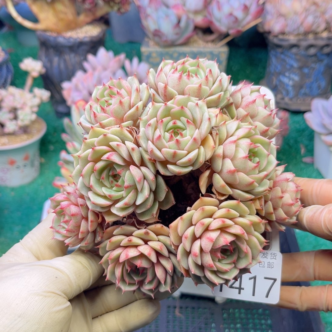 大1417，v z b c j h j k k