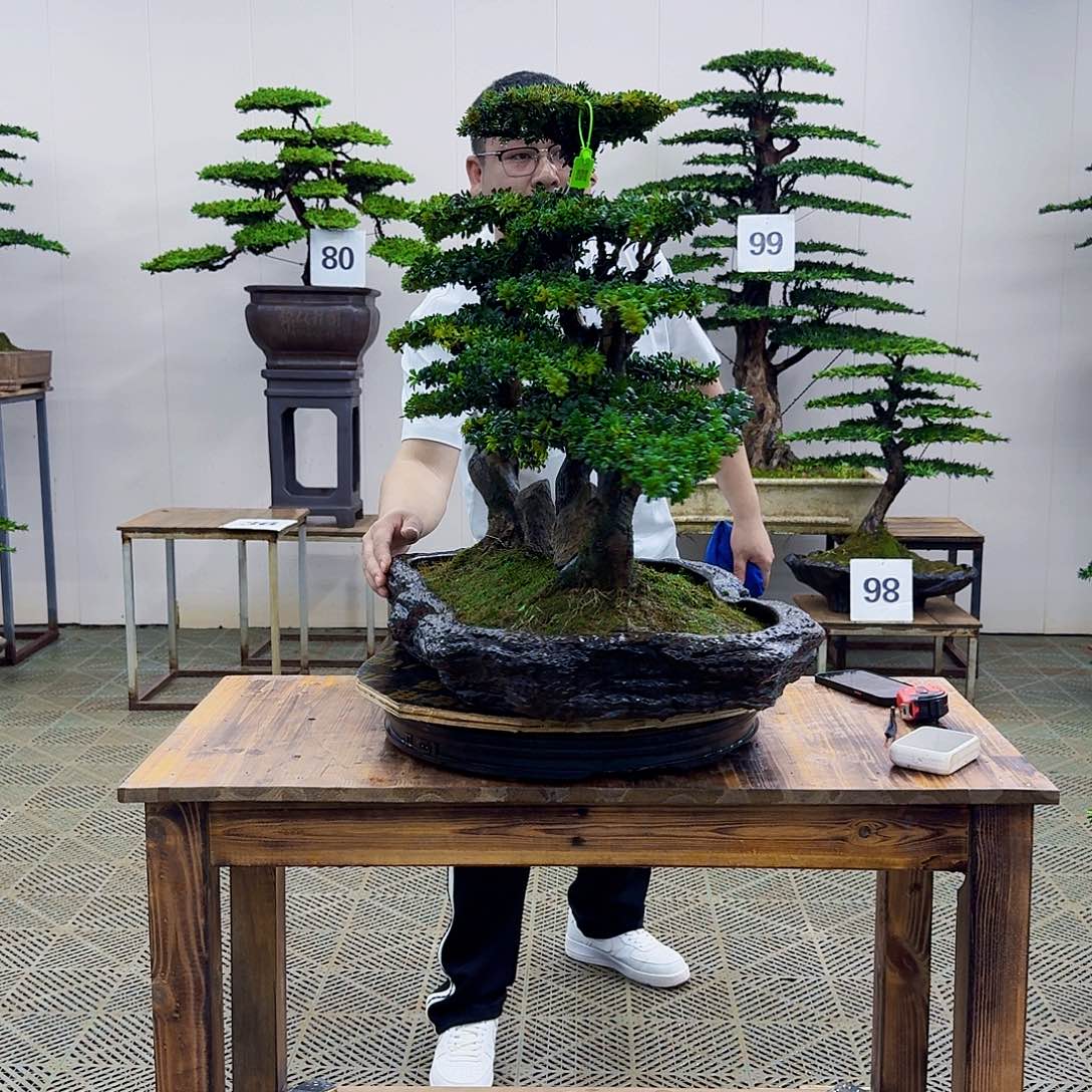 红芽罗汉松造型盆景