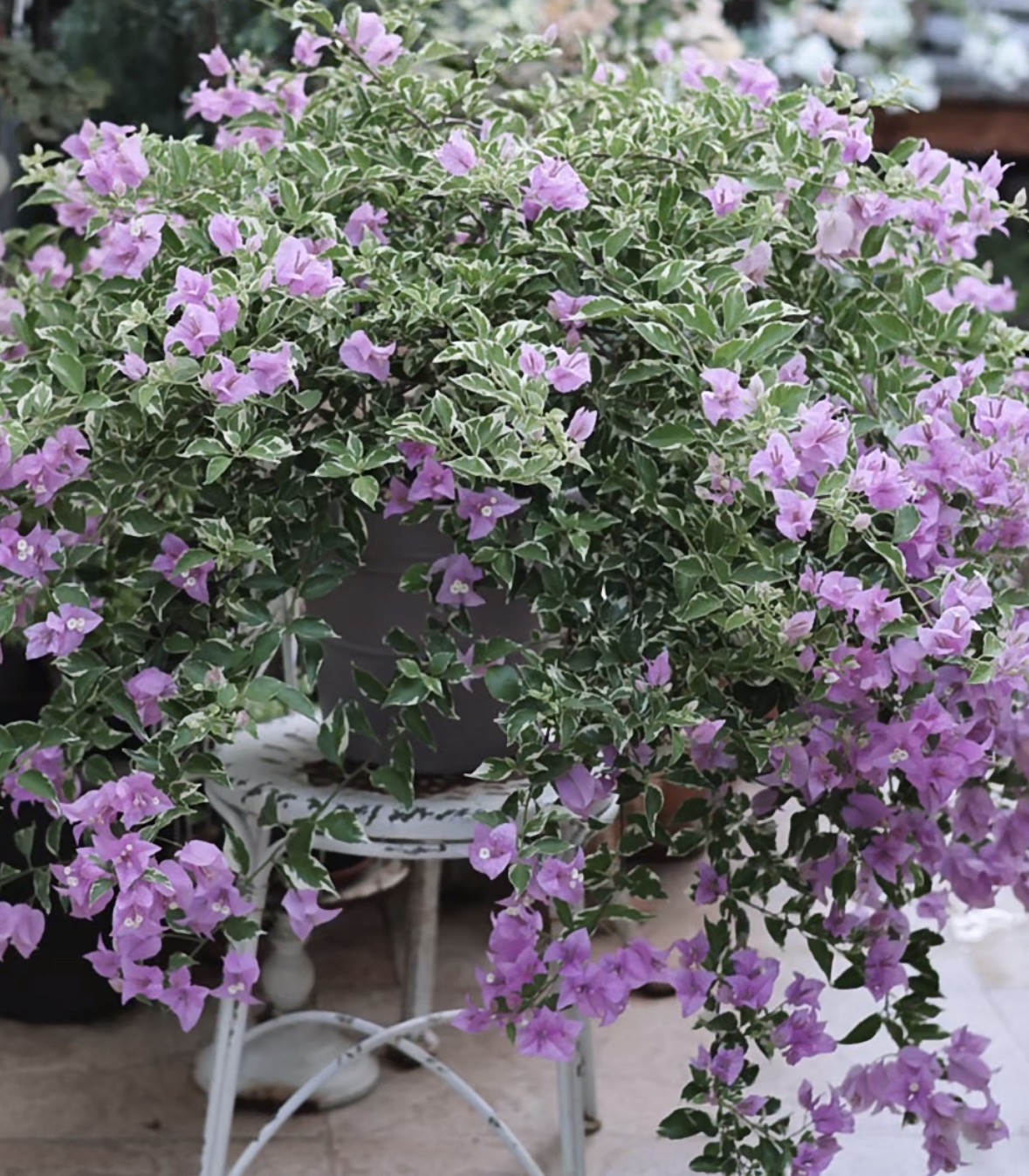 【银边浅紫】三角梅可飘枝垂吊爬藤懒人新手小白好养开花