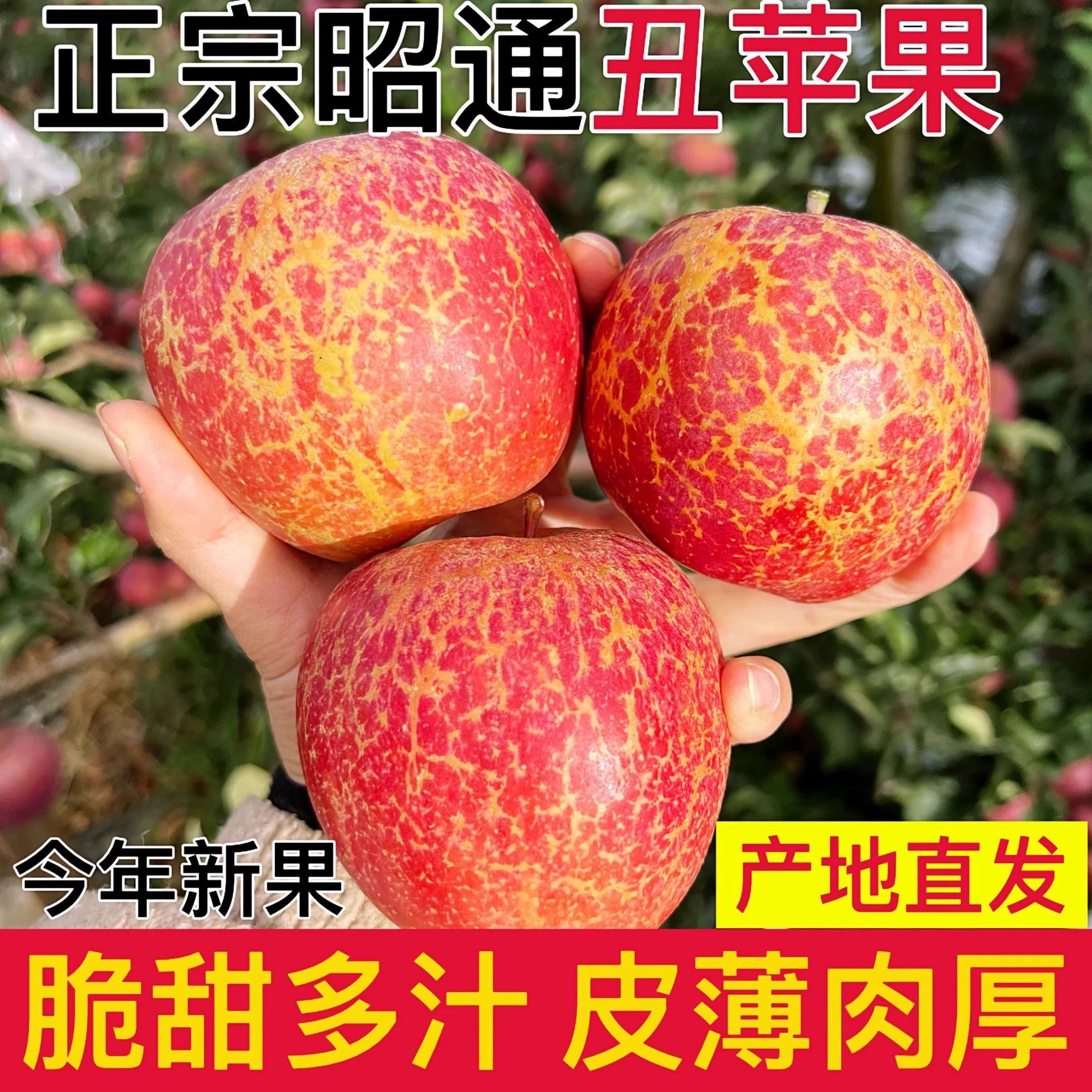 云南昭通正宗冰糖心丑苹果产地直发当季新鲜采摘丑苹果9斤