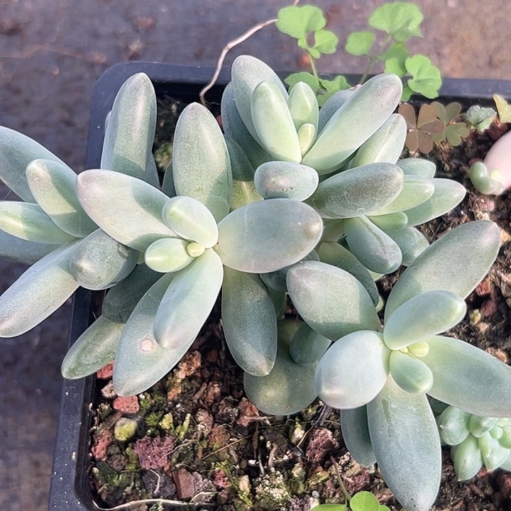 欧若拉特价美人特价