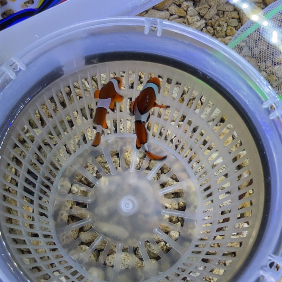 海水鱼菲律宾斐济一对顺丰包邮