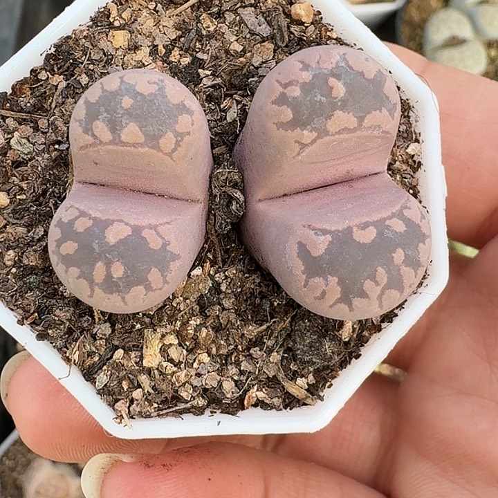 生石花11111。    57