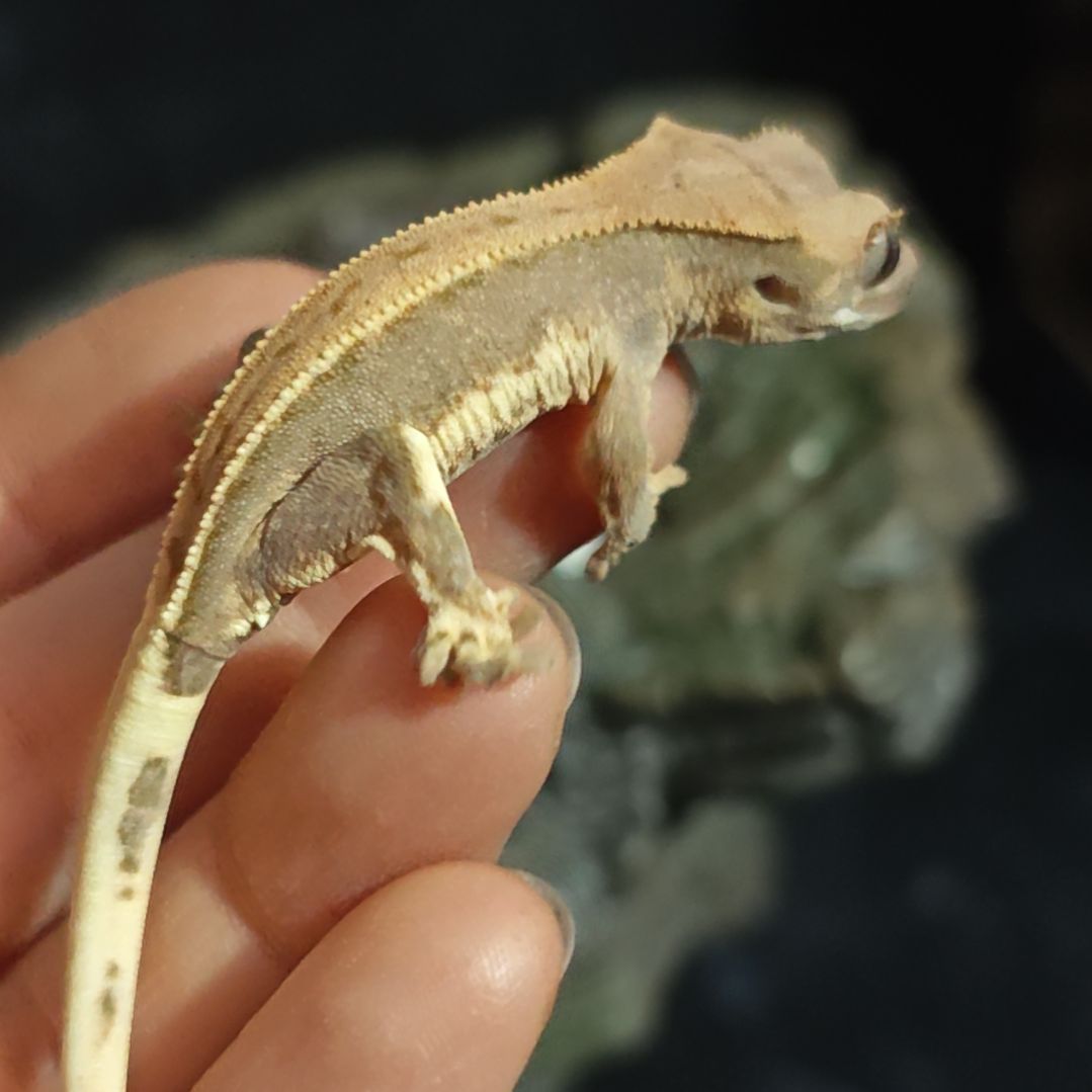 睫角守宫瑕疵多脚趾莉莉白