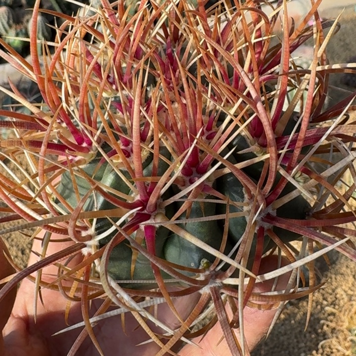 红冠龙无根666666666