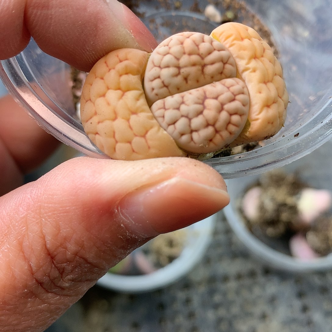 C948多肉植物保护研究所