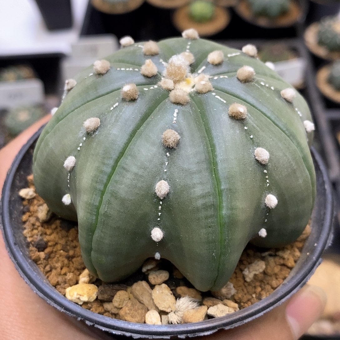 开播后我会一直等他更新