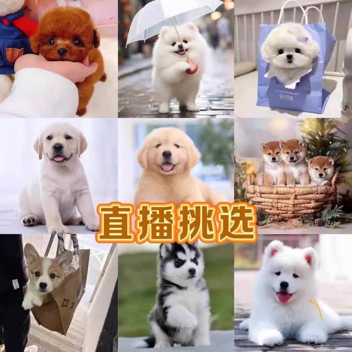直播挑选德牧泰迪柯基等超萌宠物狗狗