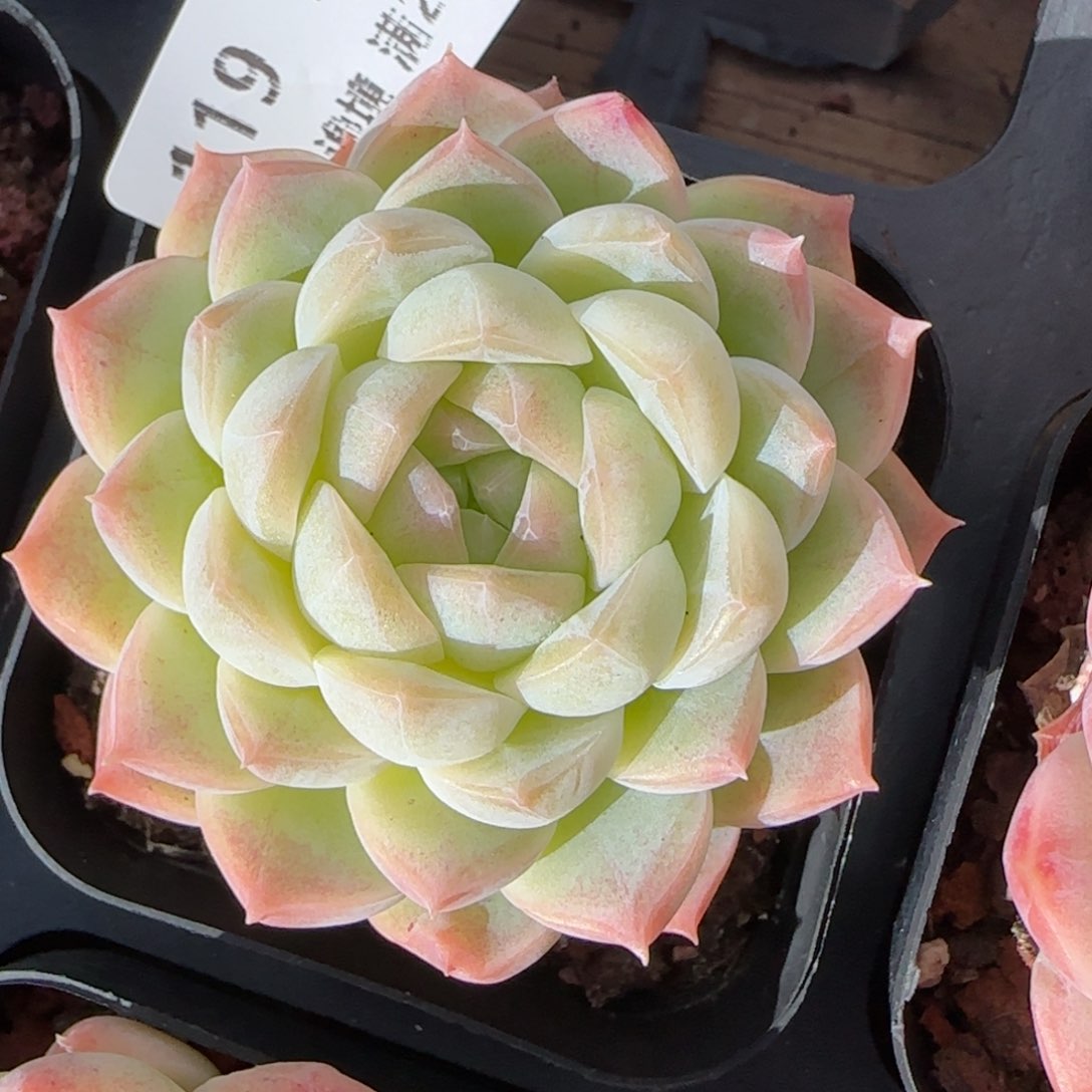 花语逸镜0125-119