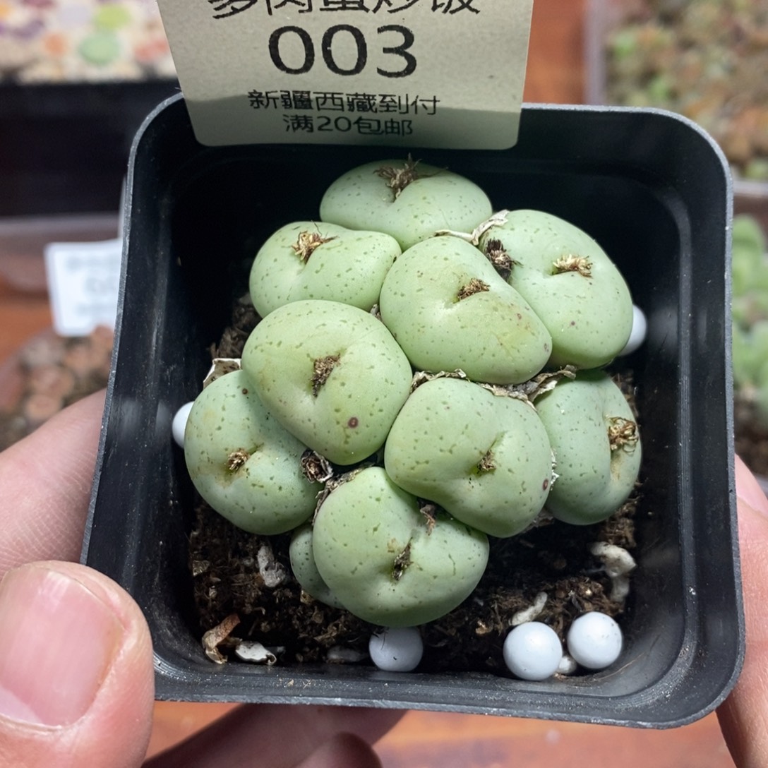 多肉蛋炒饭感谢您相伴0003