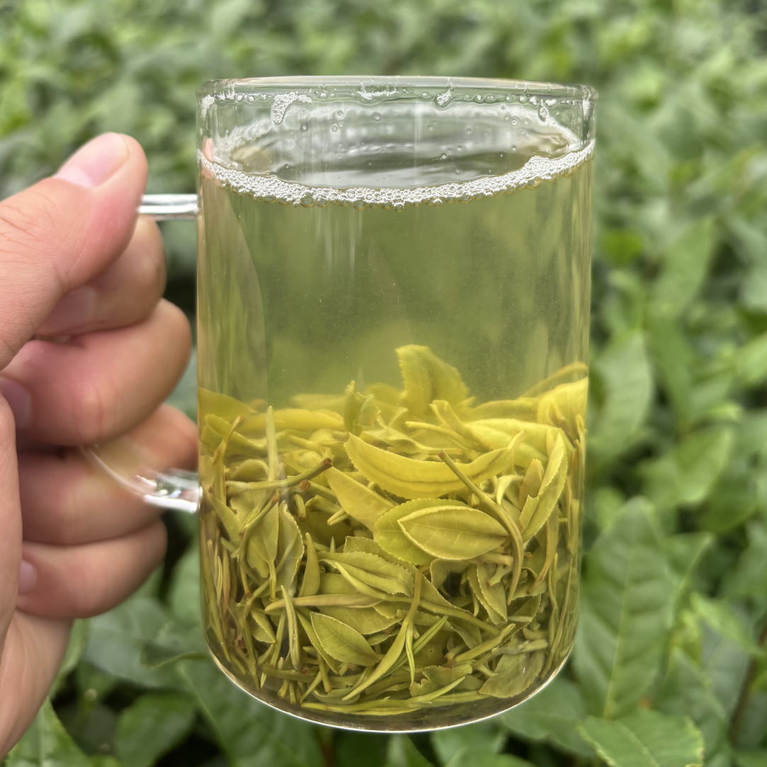 （2025）信阳毛尖绿茶.浉河港.高山开园头采雨前小一芽叶（直播才有）
