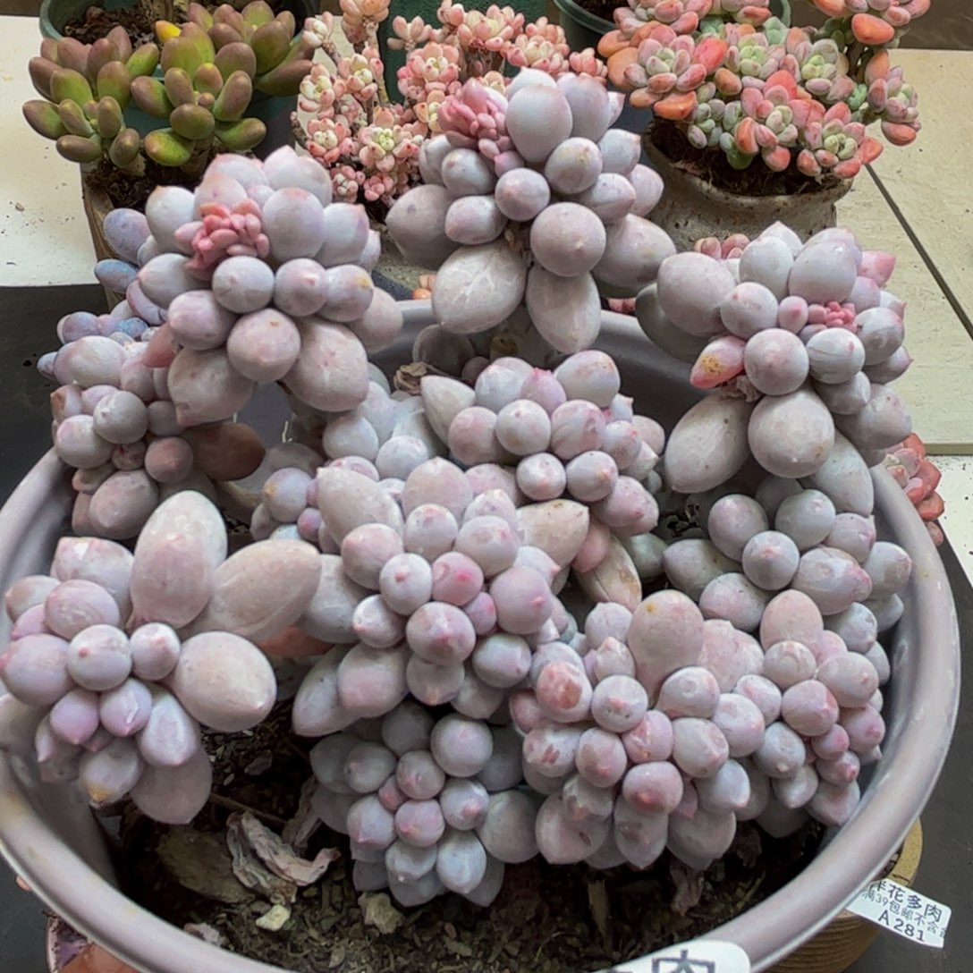 818/10cm香水手指多肉