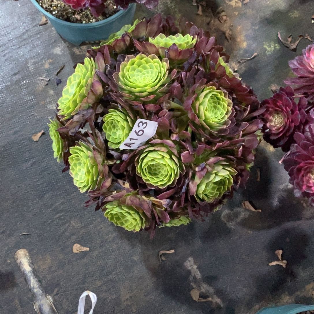 嘉年华绣球163多肉法师植物