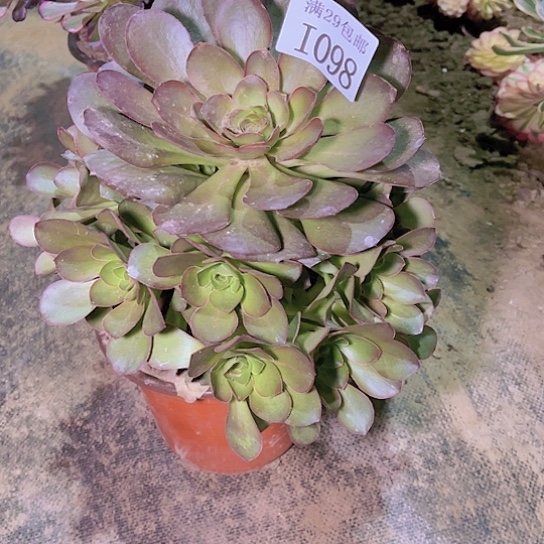 1098魅金玫瑰多肉植物