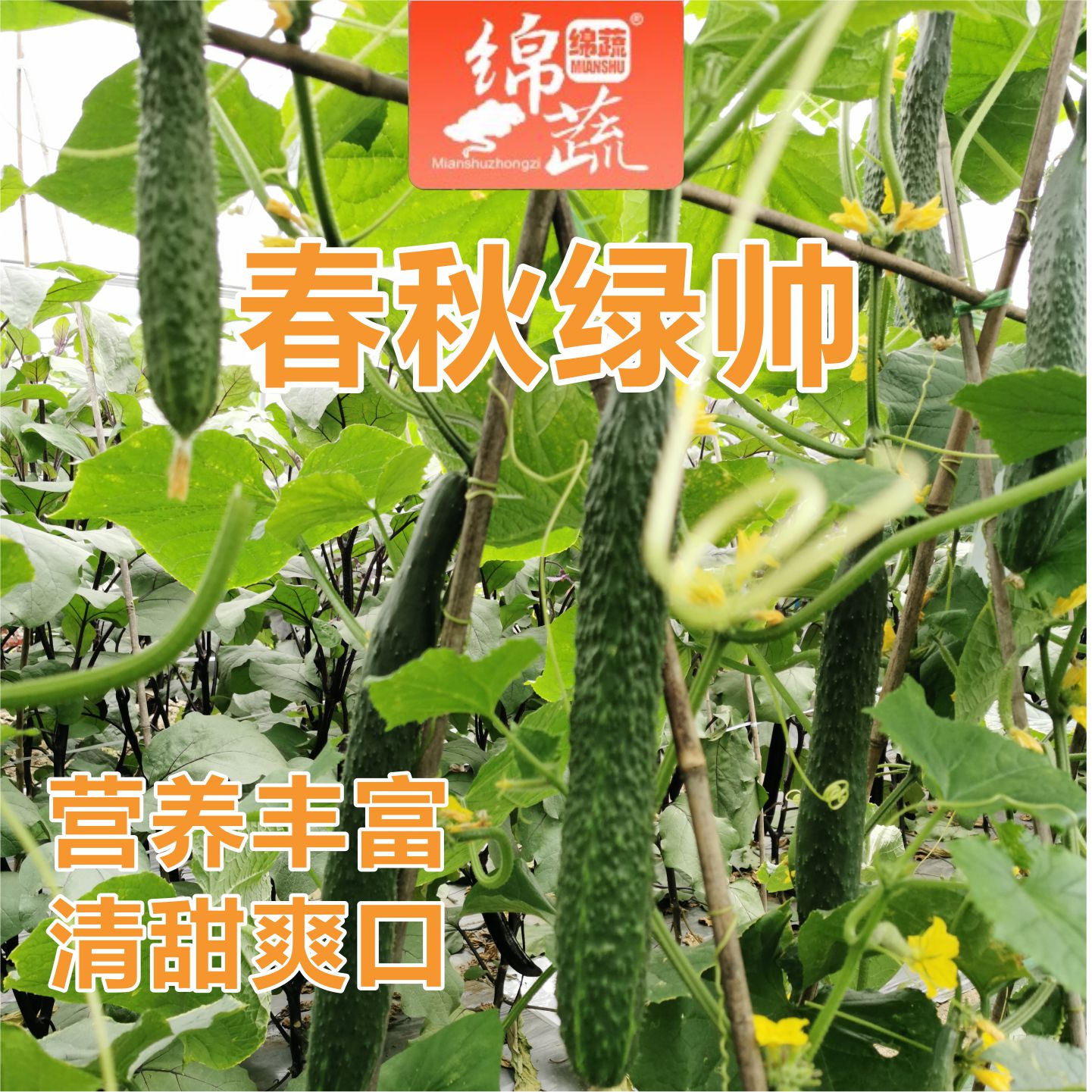 绵蔬【春秋绿帅】黄瓜种子小院阳台都可以种植播种黄瓜种子