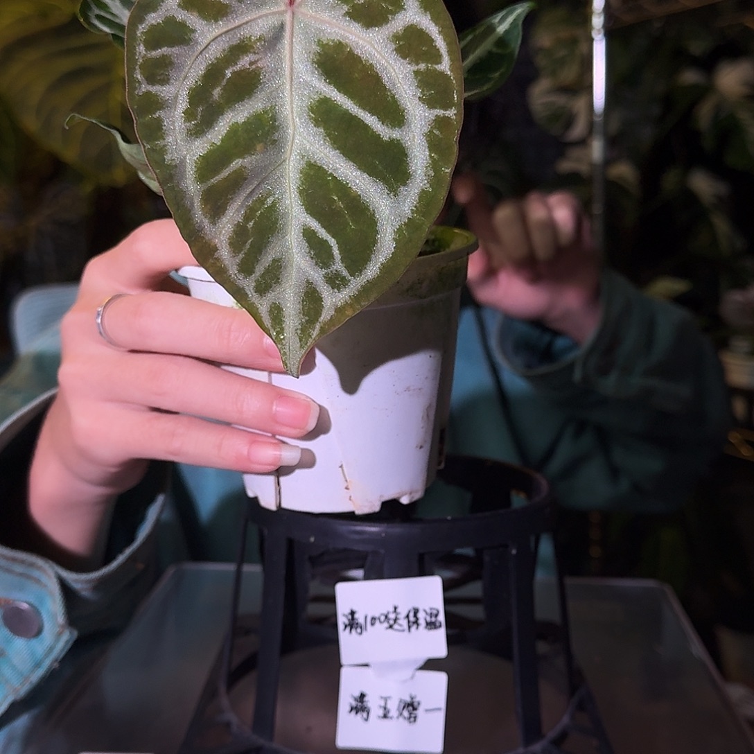 不开花植物B77银色面纱杂粉刷子