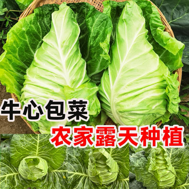 新鲜牛心菜脆甜绿甘蓝手撕卷心菜现摘莲花白菜尖包菜当季农家蔬菜