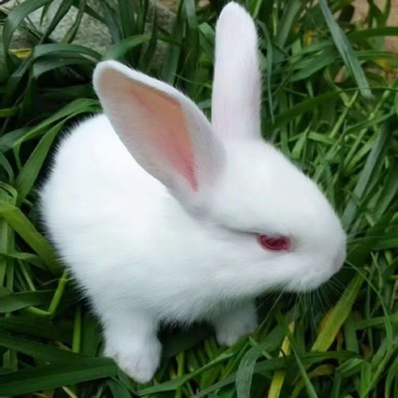 兔兔用品草皮跑笼零食及用品拍前联系客服