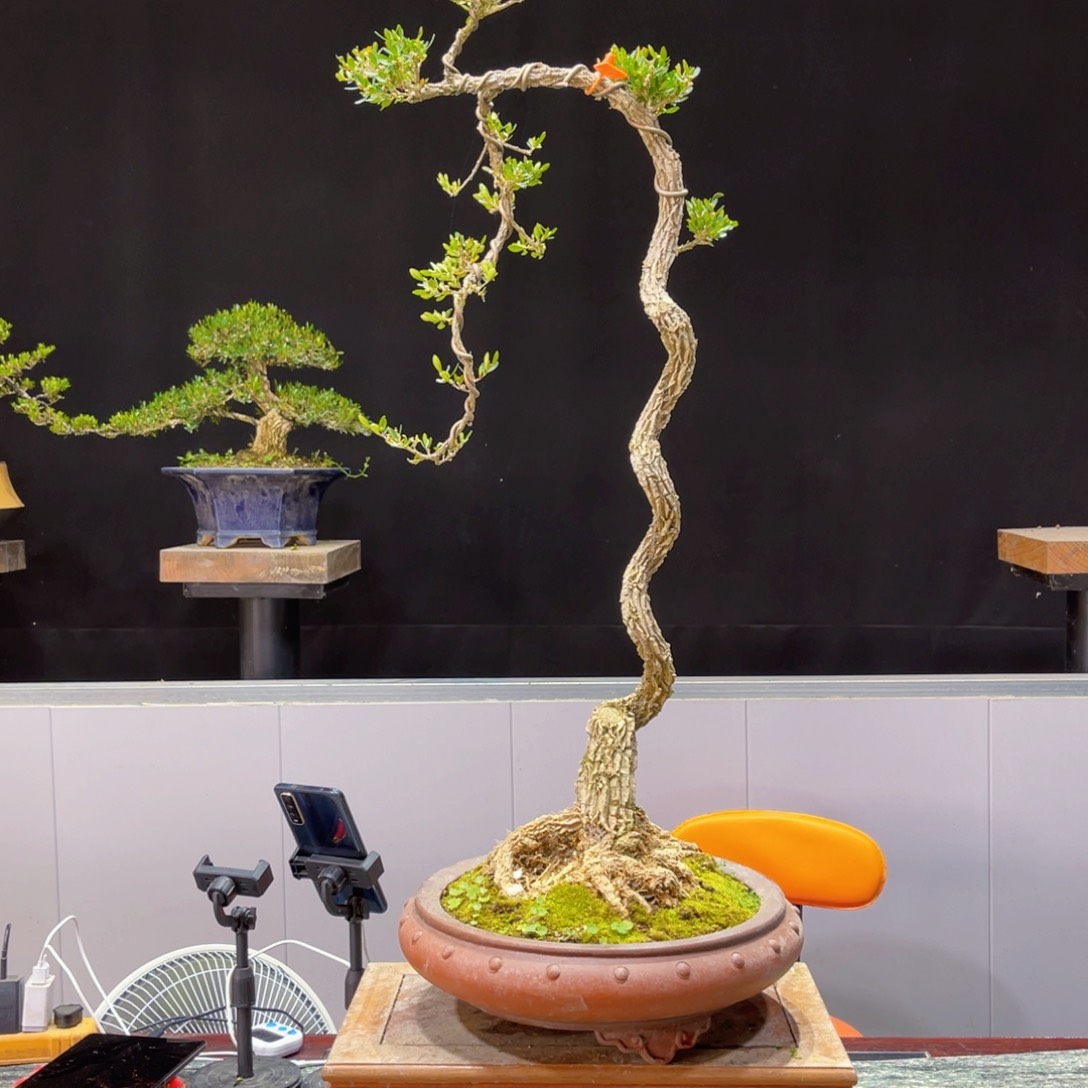 四季常青老桩黄杨盆景