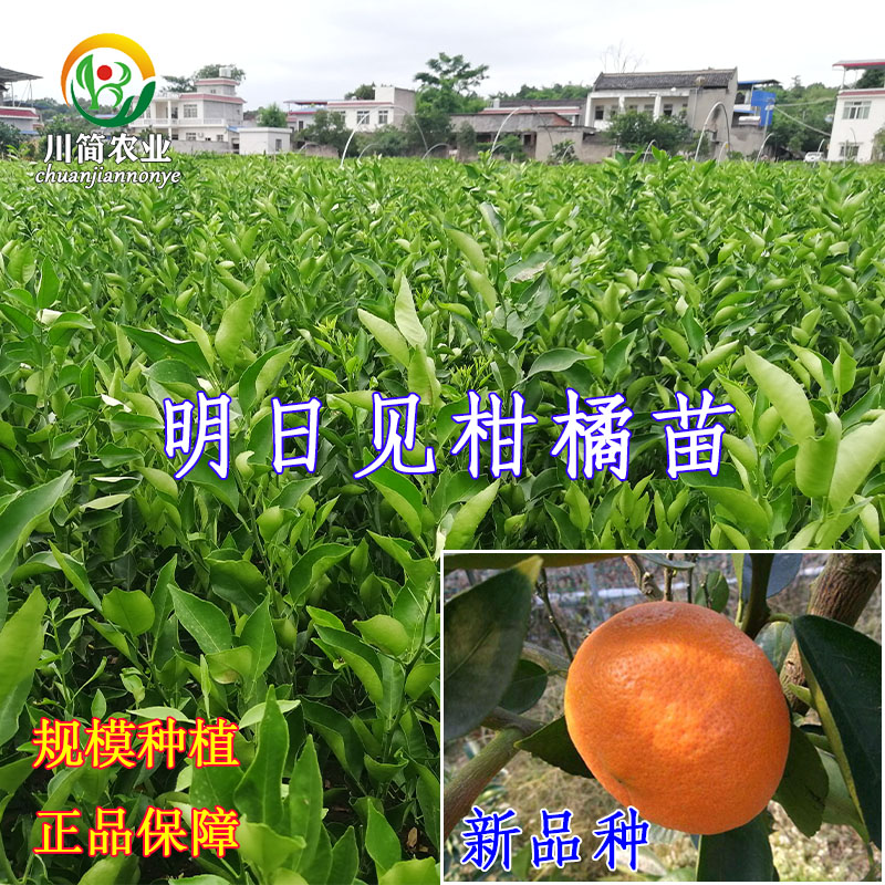 新品种明日见树苗兴津58号阿斯蜜柑橘树苗桔子果树苗明日见嫁接苗