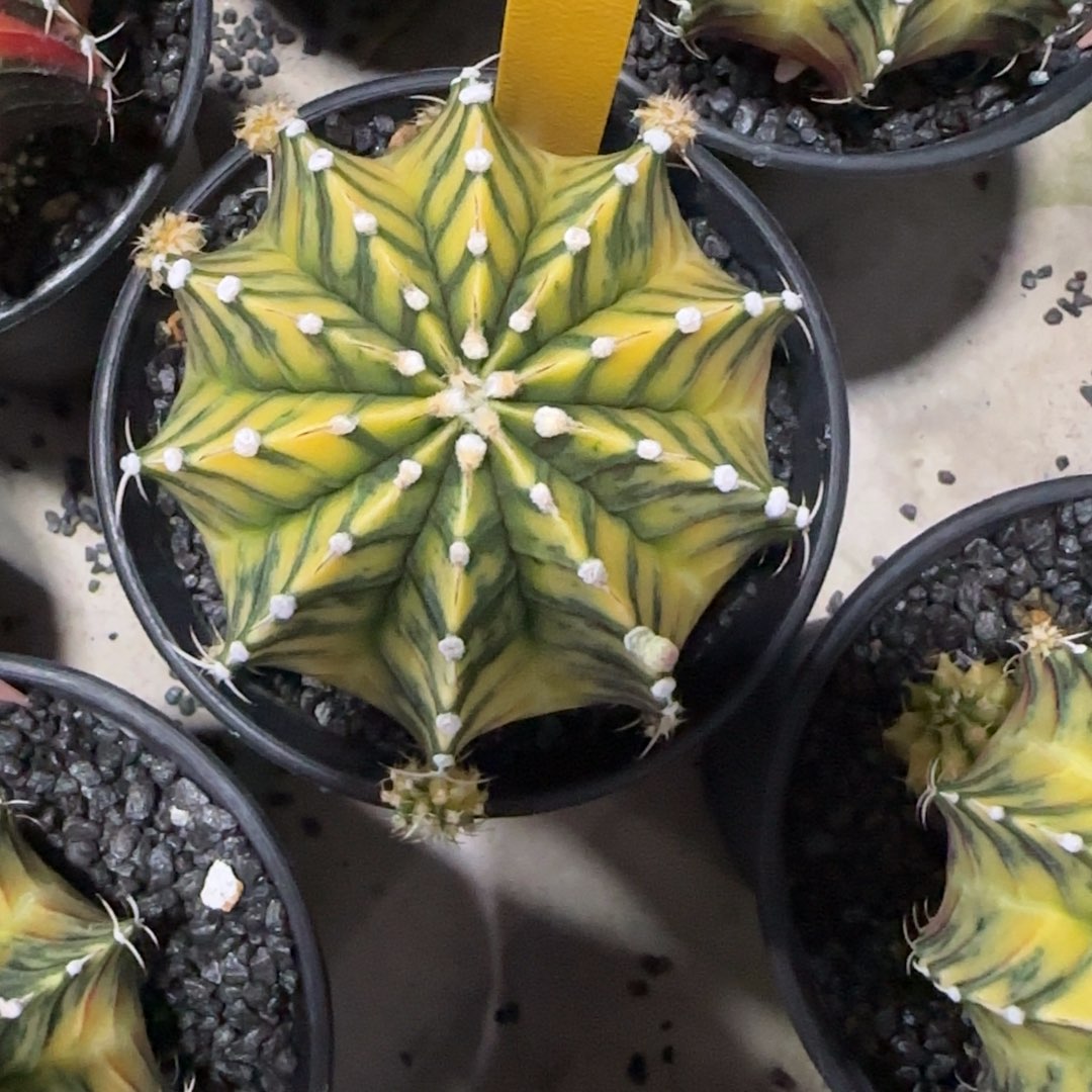 22-1230泰国发货多肉