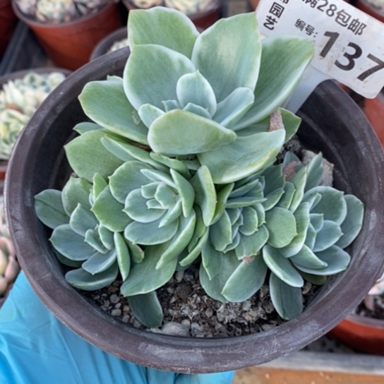 137一一一一一一一一一