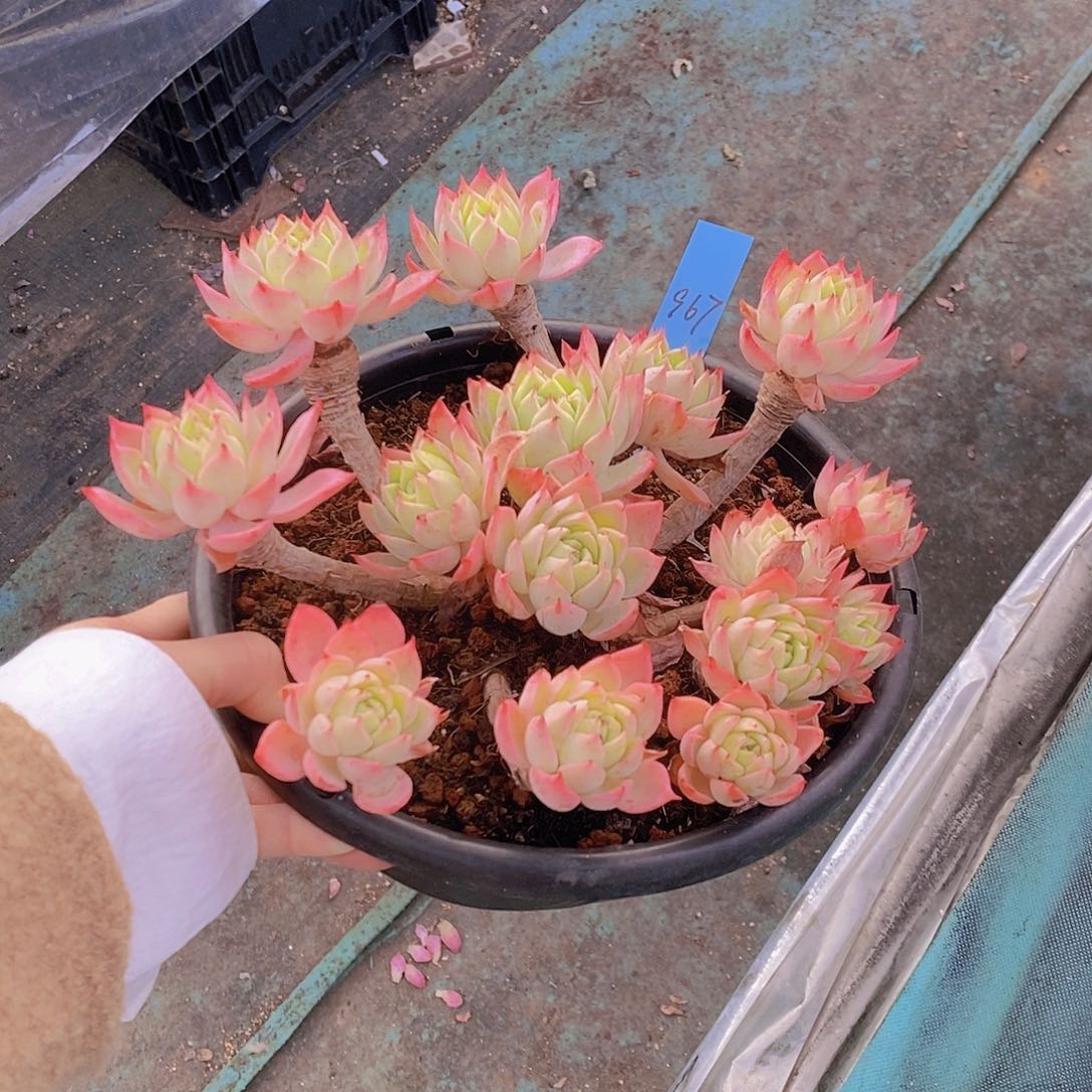 967多肉植物老桩