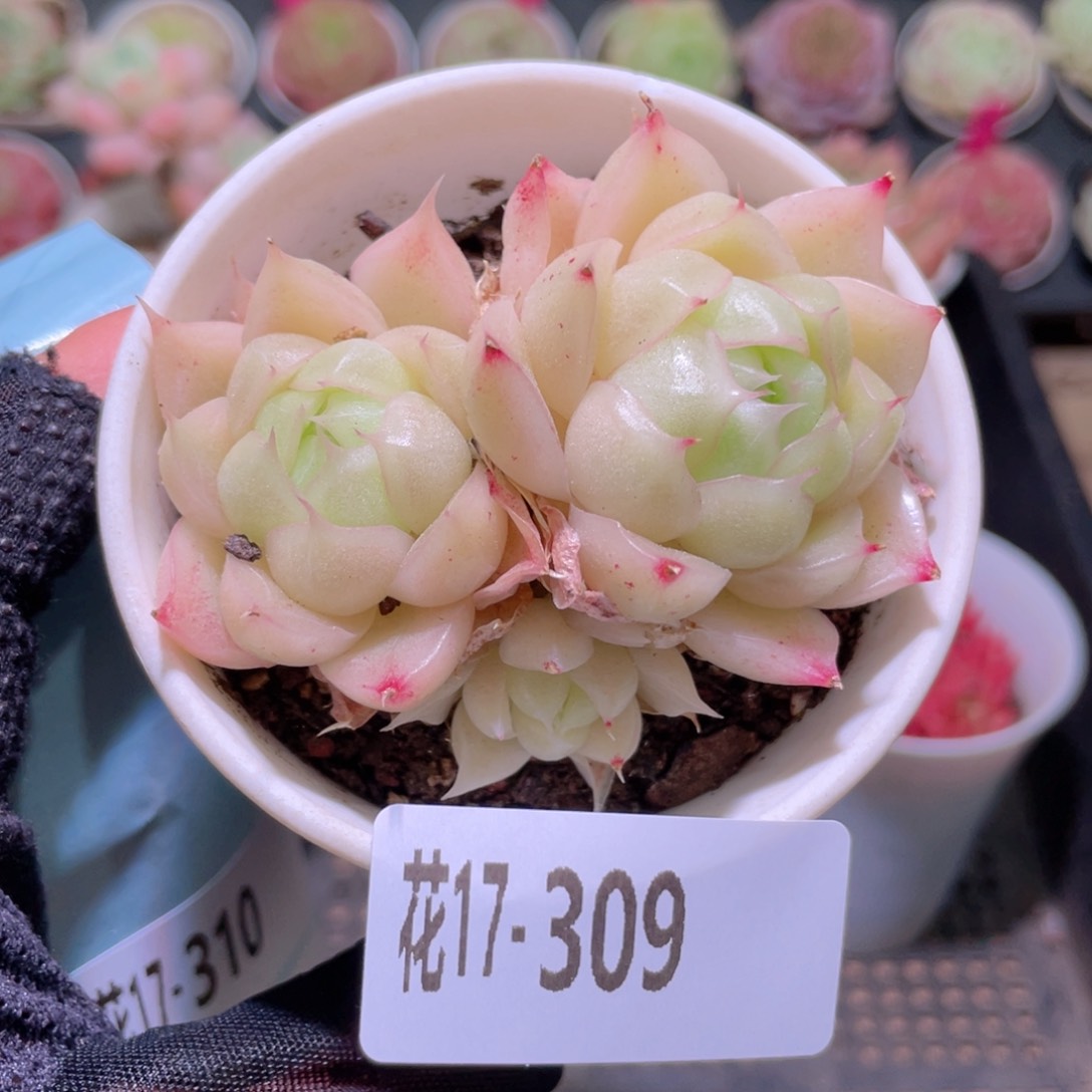 花利美17-309麦秆