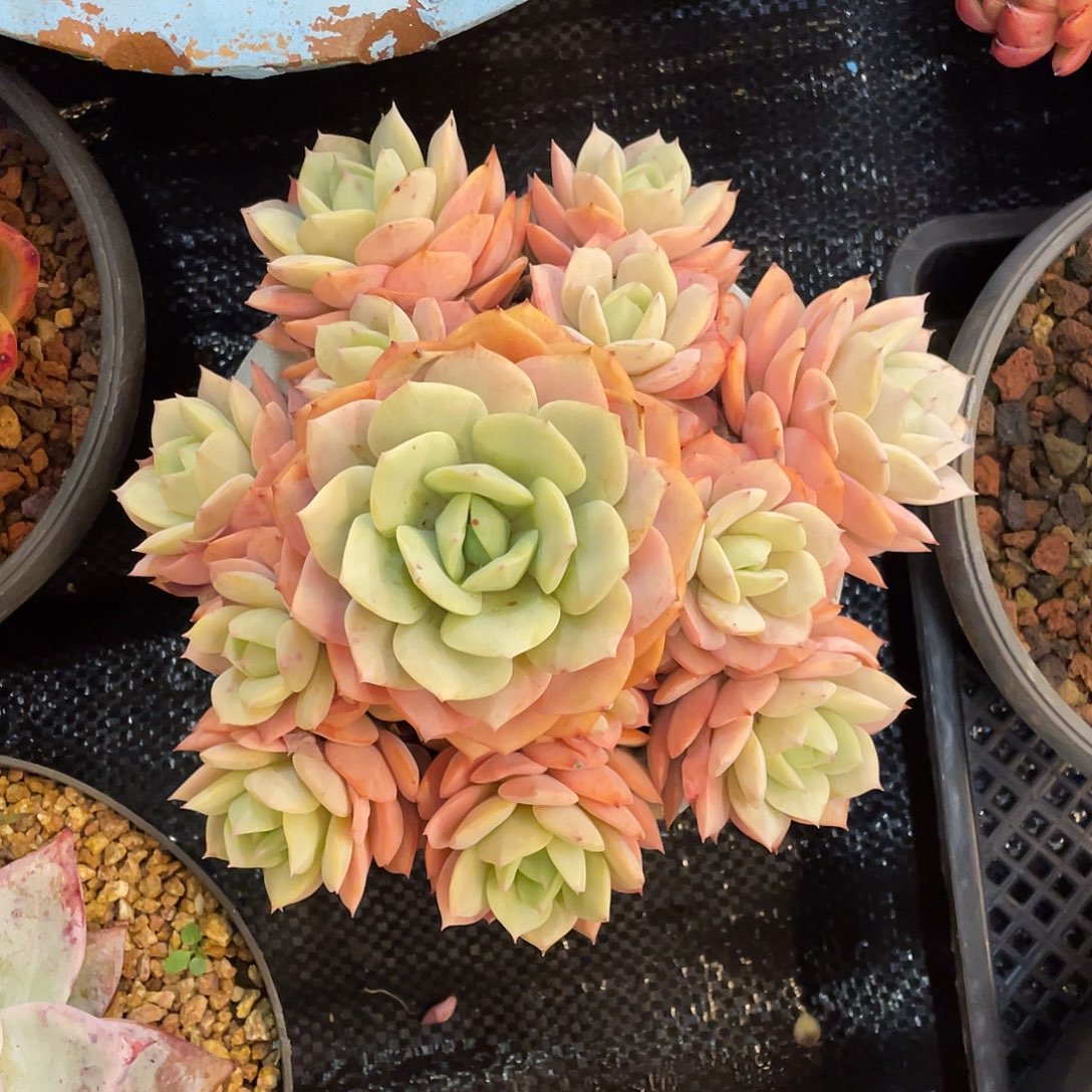 吖***妹多肉植物一物一拍