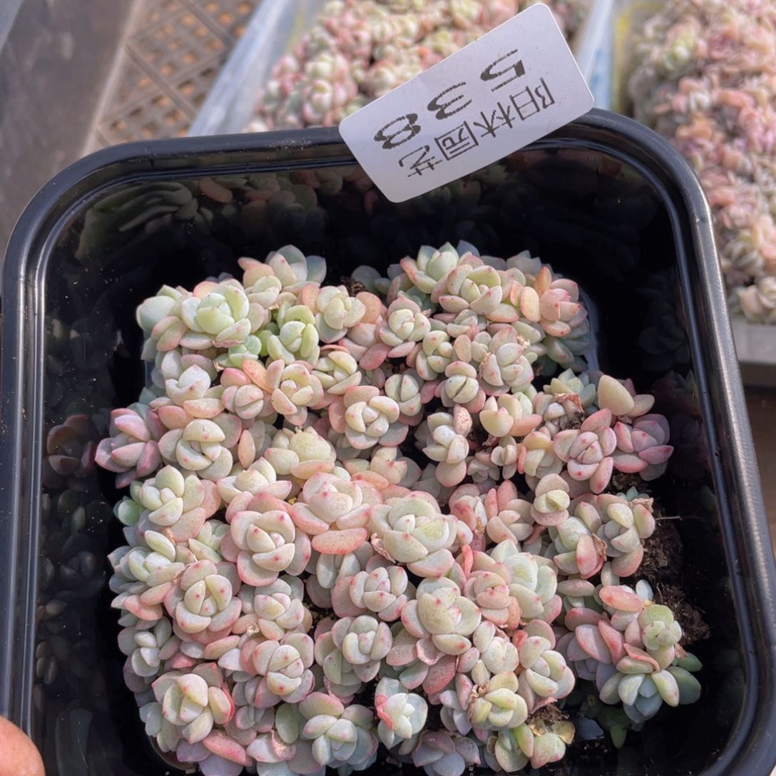 量拍多肉植物多肉植物538