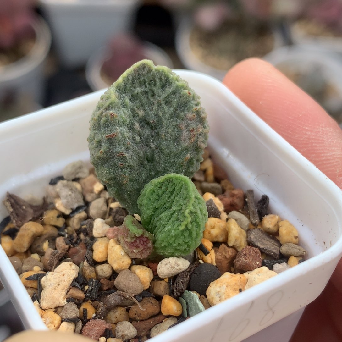 冥想盆 多肉植物水泡