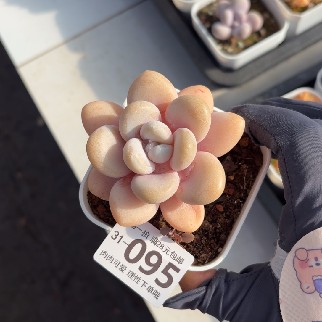 粉兔无盆土发货无