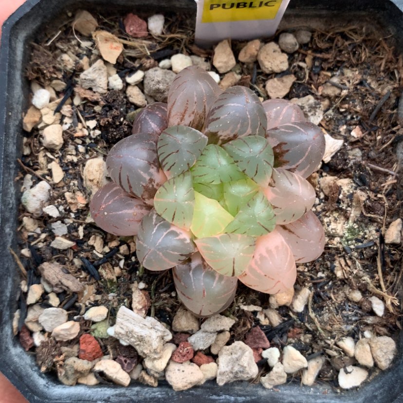 【闪购商品】382姬玉露多肉