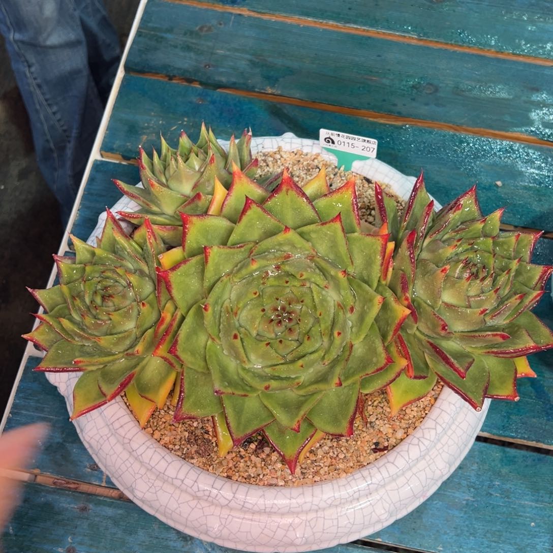 从前慢多肉精选编号0115.207