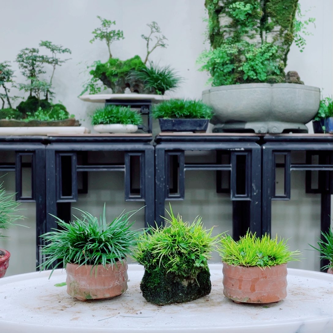 无铅玻璃M*铁线蕨的根茎和根茎都